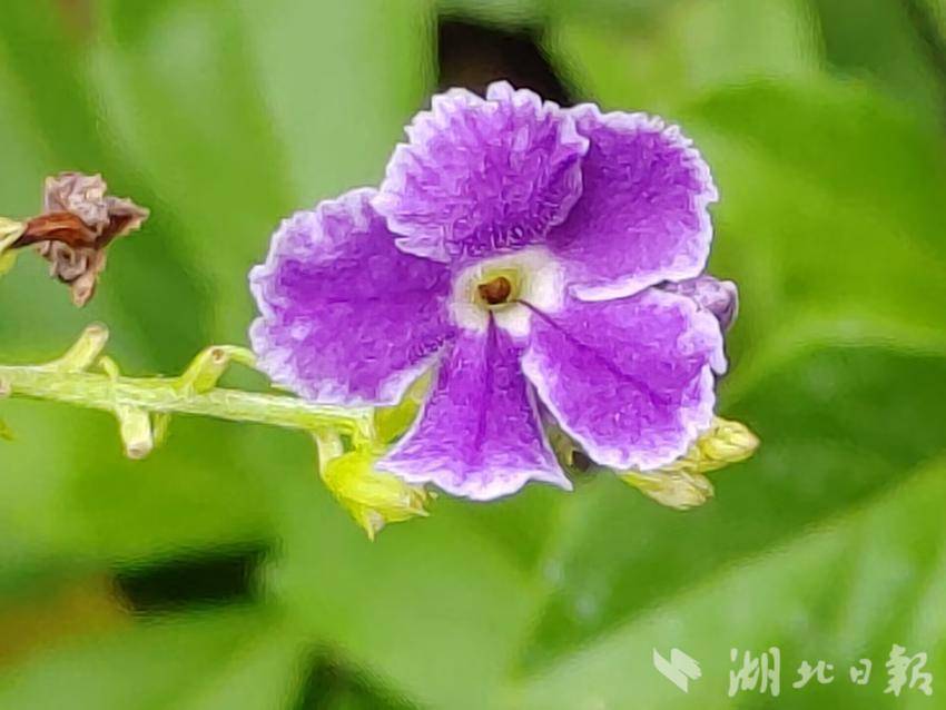 游戏中心 斗牛